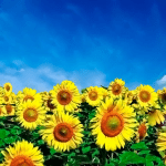 logo-nikofarm.png