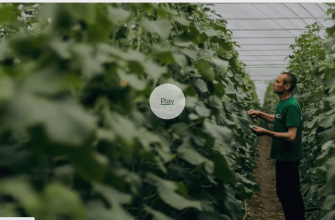 Sevlushfoods развод или инвестиции?