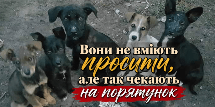 Допоможи чотирилапим друзям