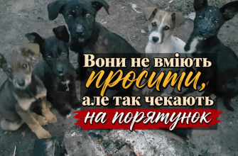 Допомога чотирилапим друзям